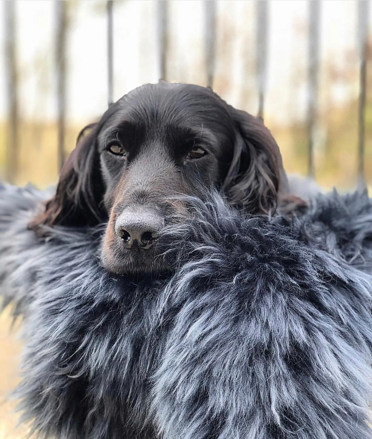 Dark Grey Sheepskin